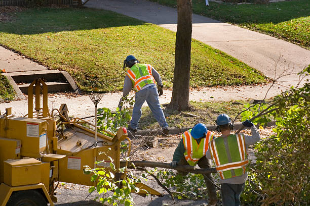 Best Hazardous Tree Removal  in Sun Village, CA